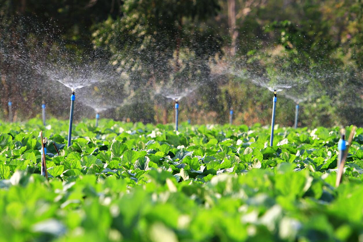 Riego: El agua es barata. Regar de más, no.